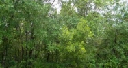 Lot 55 Ranchland Acres Lakeland, FL 33809 - Image 2614816