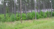 54 acres County Road 162 Lafayette, AL 36862 - Image 3703552