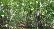 16.38 Acres Layer Lane Harrisburg, AR 72432 - Image 3752081