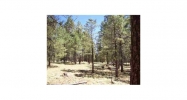 1C Coconino Forest Rd137A Parcel 4 Payson, AZ 85541 - Image 4376848