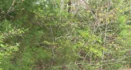 Lot 4 Lake Point Drive Calico Rock, AR 72519 - Image 6763199