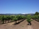 0 Zinfandel Ln Saint Helena, CA 94574 - Image 9002419