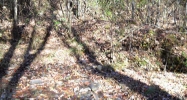 0 Wild Deer Trace Dahlonega, GA 30533 - Image 9036220