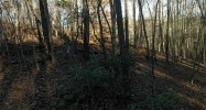 0 Auraria Tract 1 Road Dawsonville, GA 30534 - Image 9318960