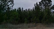 Lot 1- 5 Daisy Rd Apn# 0720002201 Loris, SC 29569 - Image 9674007