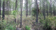 Lot 27 Groover Tract Ludowici, GA 31316 - Image 9973763