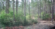 Lot 12 Groover Tract Ludowici, GA 31316 - Image 9973764