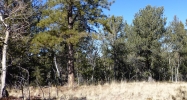 714 Woodrock Way Divide, CO 80814 - Image 10254662