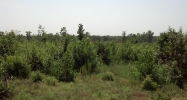 80 Acres in Cale Cale, AR 71828 - Image 10393337