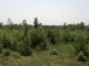 80 Acres in Cale Cale, AR 71828 - Image 10425553