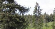 1180 Eagle View Drive Homer, AK 99603 - Image 10625930