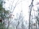 0 Shop Loop Rd Cherokee, AL 35616 - Image 10714037