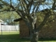 115 East Oak Street Gunter, TX 75058 - Image 11225798