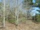 1.5 Acres Hwy 82 E Garland City, AR 71839 - Image 11347324