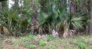 0 Avocado Blvd Bunnell, FL 32110 - Image 14025384