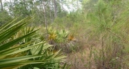 Lost Lake Drive Paisley, FL 32767 - Image 15406398