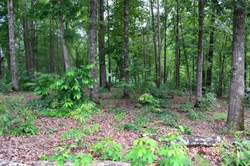 Lot 95 Keowee Falls South Town  Apn