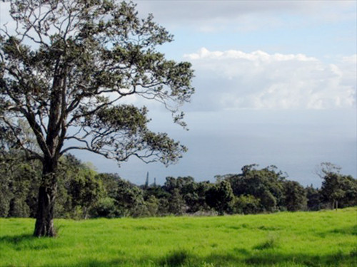 43-2000 Hamakua Coffee Lots