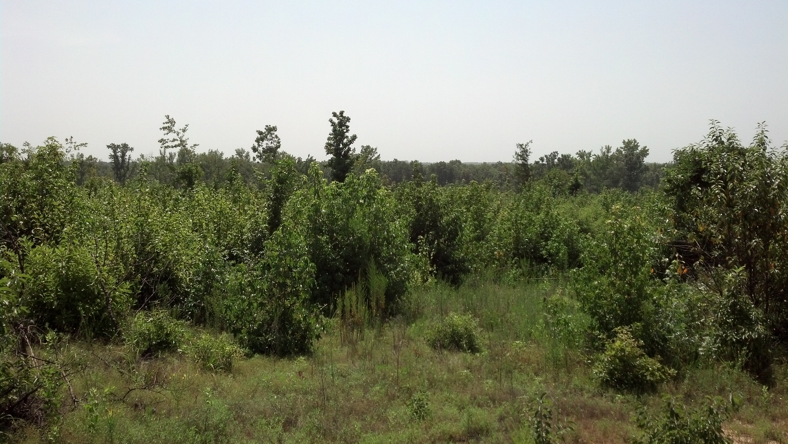 80 Acres in Cale