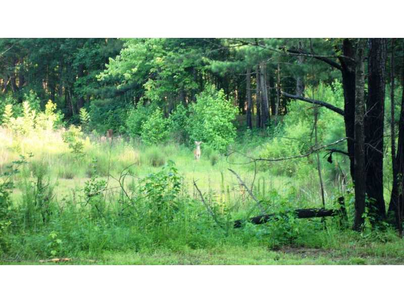 1539 Bear Creek Lot 5 Road