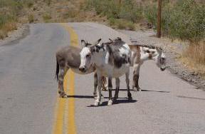 000 Oatman Hwy