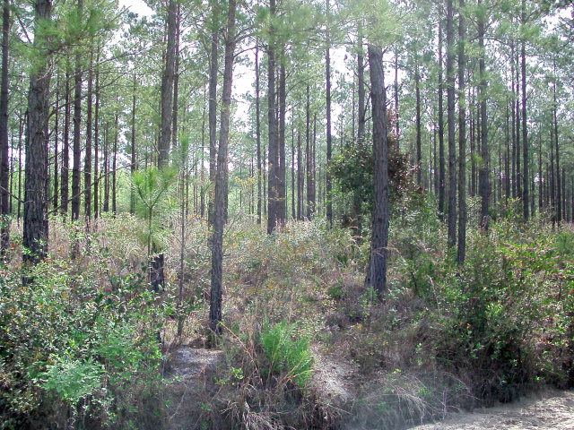 Lot 27 Groover Tract