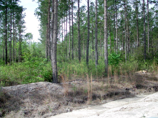 Lot 8 Groover Tract