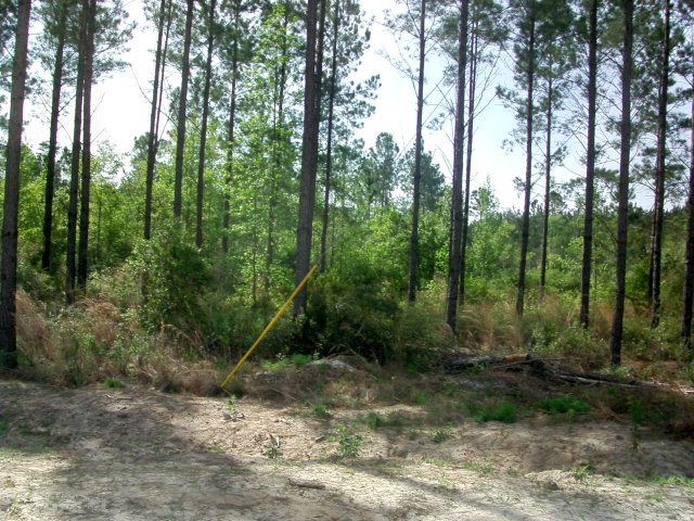 5 Acres Crossway Pines