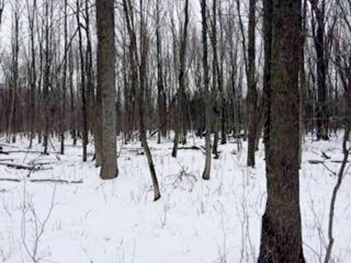 96 Acres Stonecroft Dr