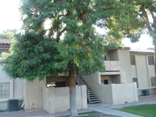 533 W Guadalupe Road Unit #1016